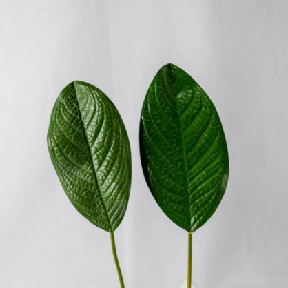 Large Magnolia Leaf (12 Pack) - Realistic Artificial Flowers