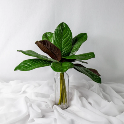 Large Magnolia Leaf (12 Pack) - Realistic Artificial Flowers