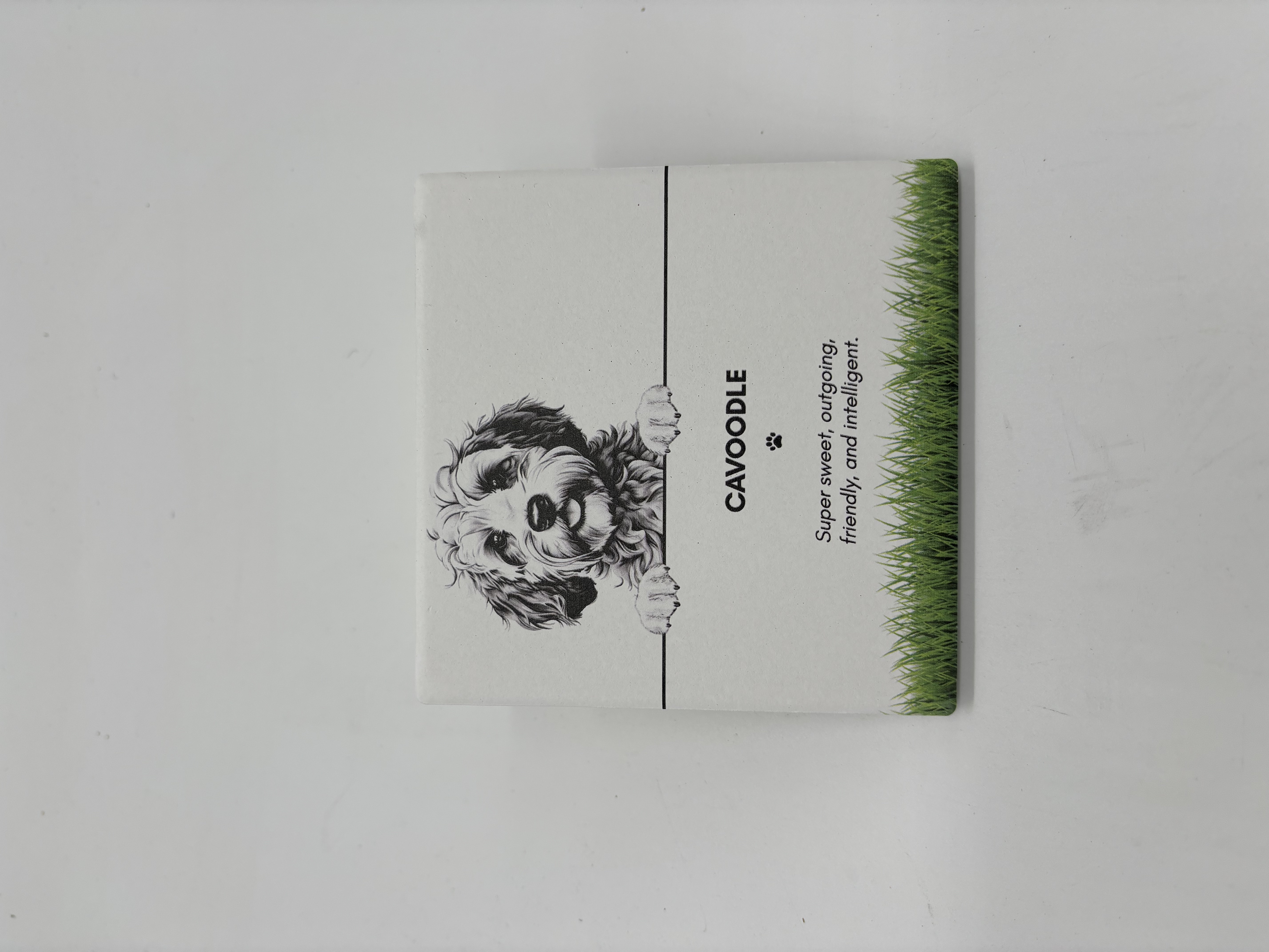 PET COASTER - Cavoodle