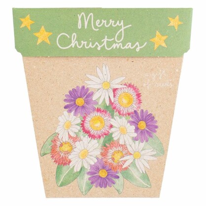 Christmas Native Daisies Gift of Seeds