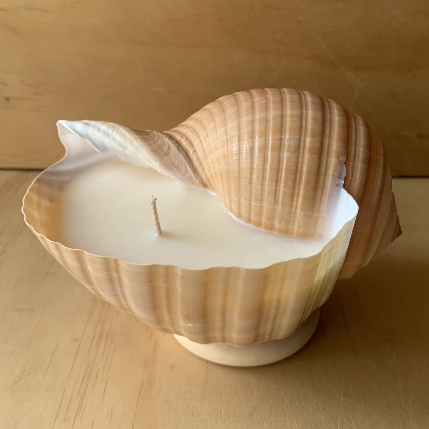 Seashell Soy Wax Candle / Tonna