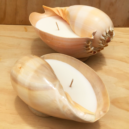 Shell Candle Scented Soy Wax | Avalon