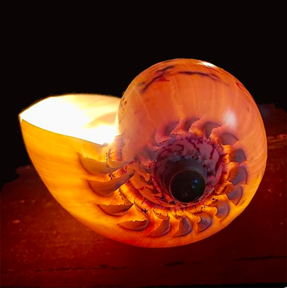 Shell Candle Scented Soy Wax | Avalon