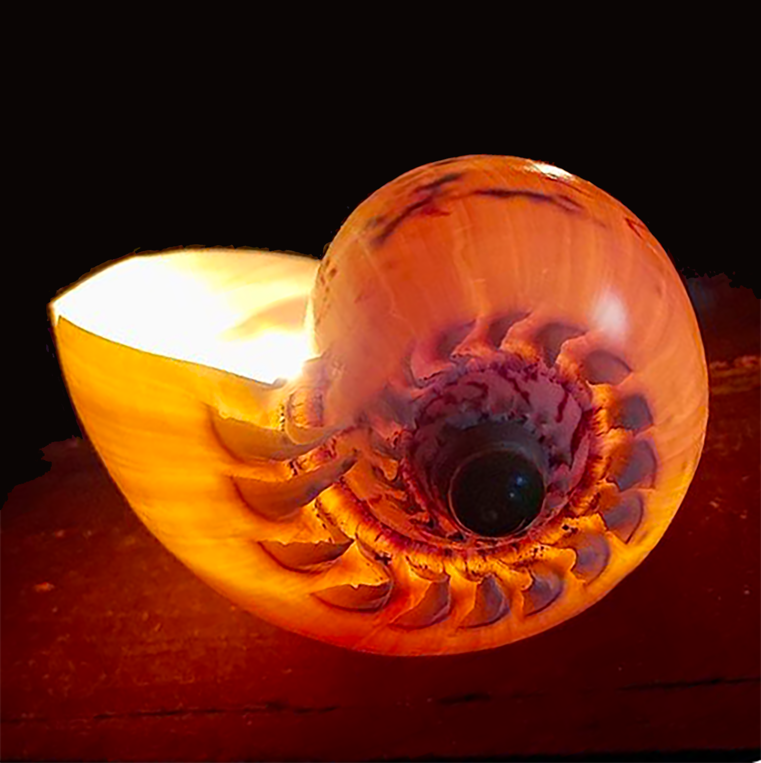 Shell Candle Scented Soy Wax | Avalon