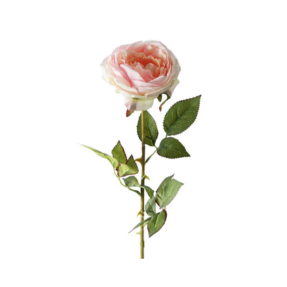 Single Austin Rose 68CM