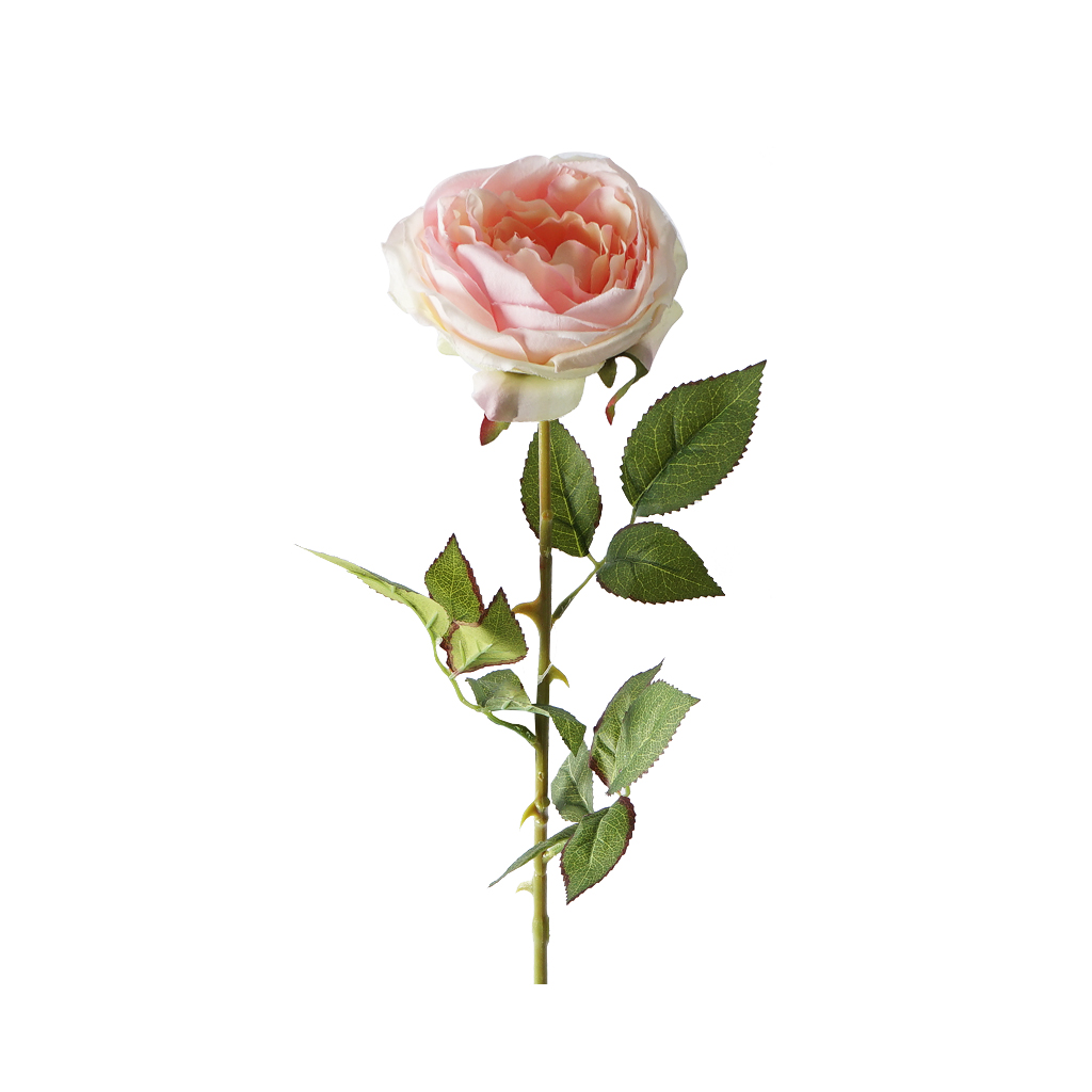Single Austin Rose 68CM