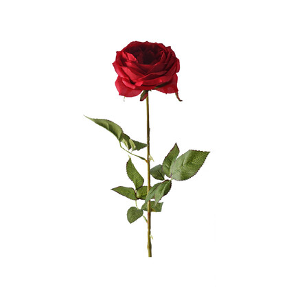 Single Austin Rose 68CM