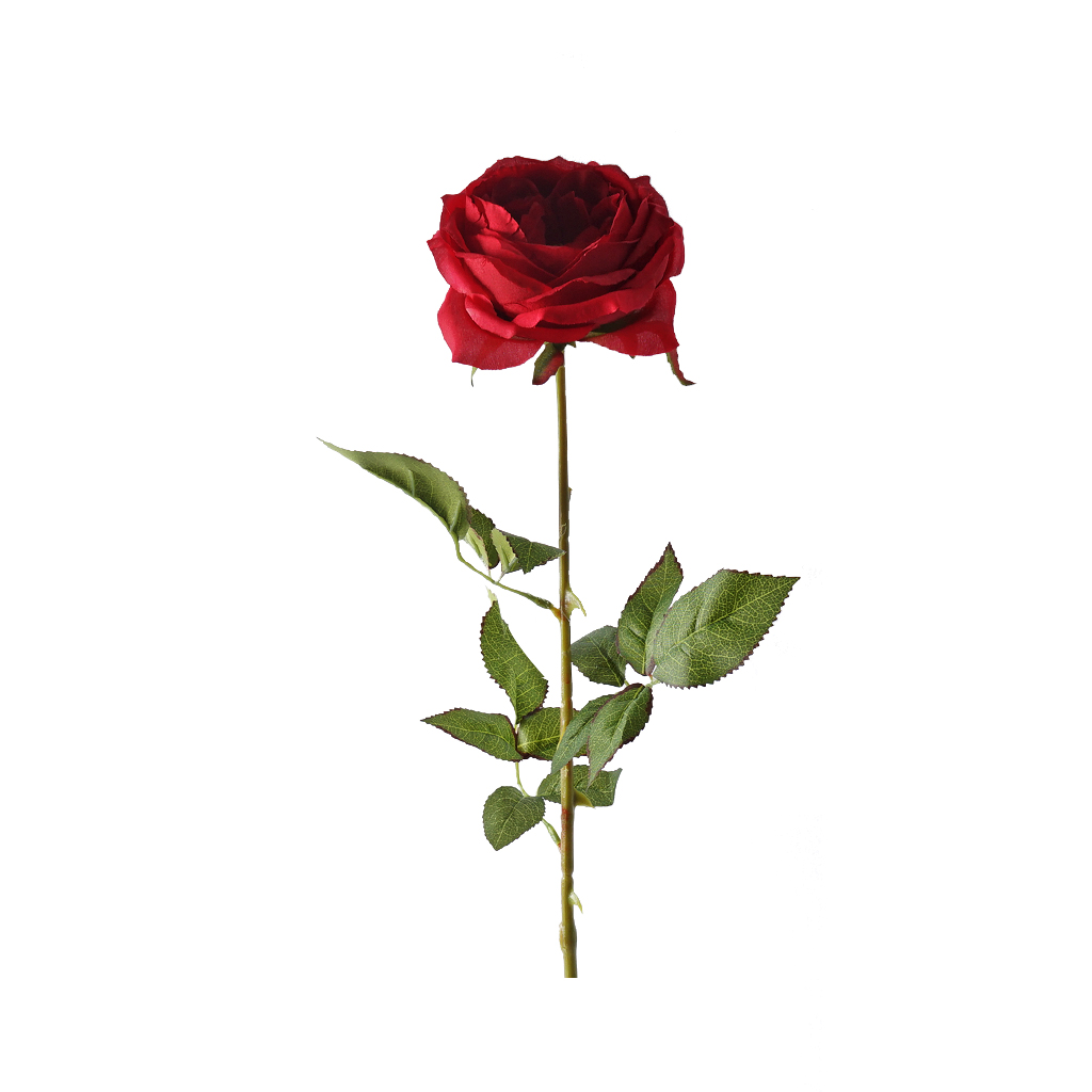 Single Austin Rose 68CM