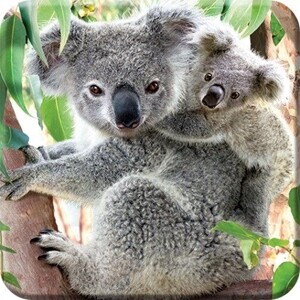 COASTER 3D KOALA & JOEY