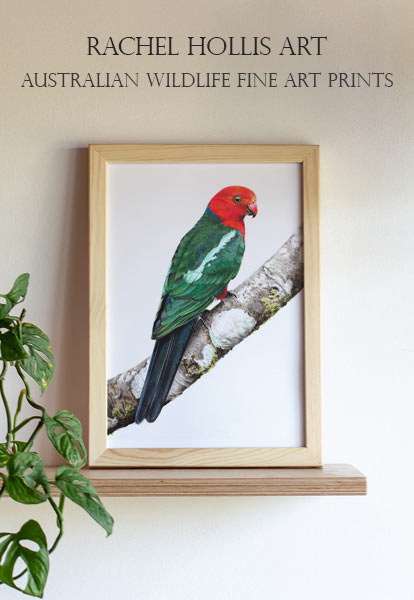 Australian Wildlife Fine Art Prints