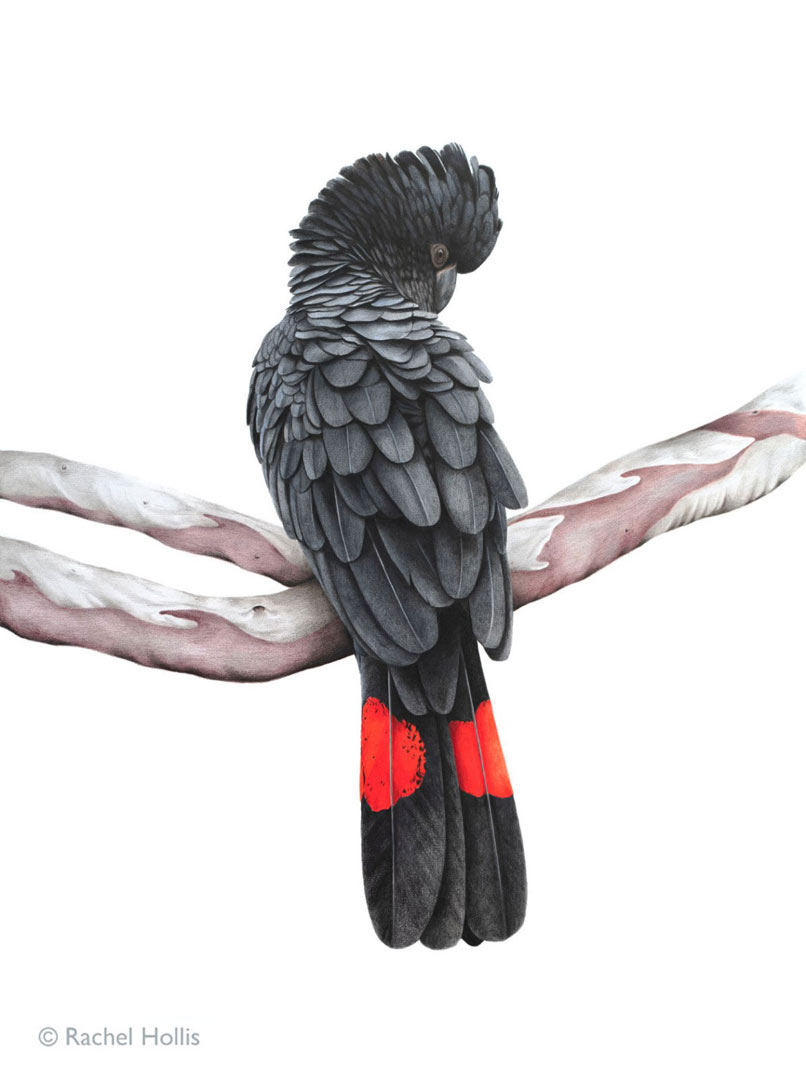Red-tailed Black Cockatoo Fine Art Print