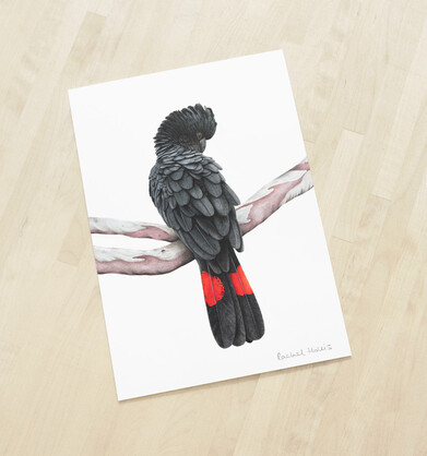 Red-tailed Black Cockatoo Fine Art Print