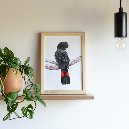 Red-tailed Black Cockatoo Fine Art Print