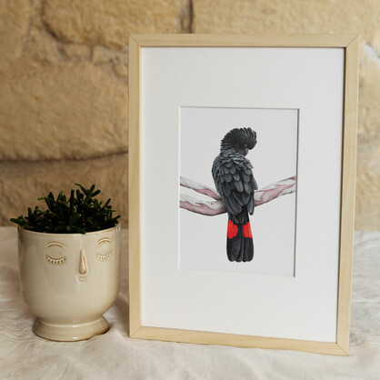 Red-tailed Black Cockatoo Fine Art Print