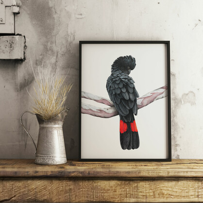Red-tailed Black Cockatoo Fine Art Print