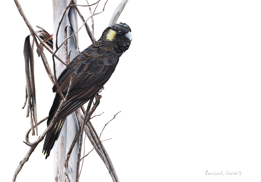 Yellow-tailed Black Cockatoo Fine Art Print