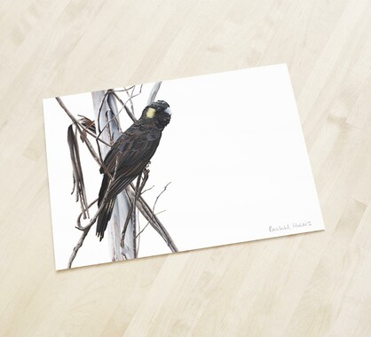 Yellow-tailed Black Cockatoo Fine Art Print