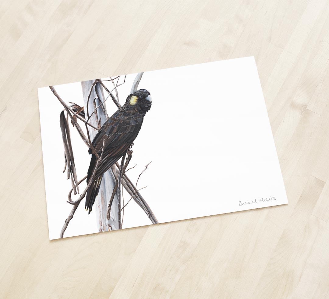 Yellow-tailed Black Cockatoo Fine Art Print