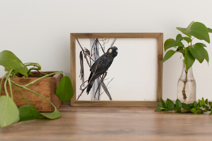 Yellow-tailed Black Cockatoo Fine Art Print