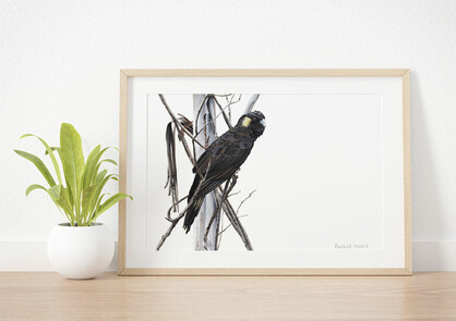 Yellow-tailed Black Cockatoo Fine Art Print