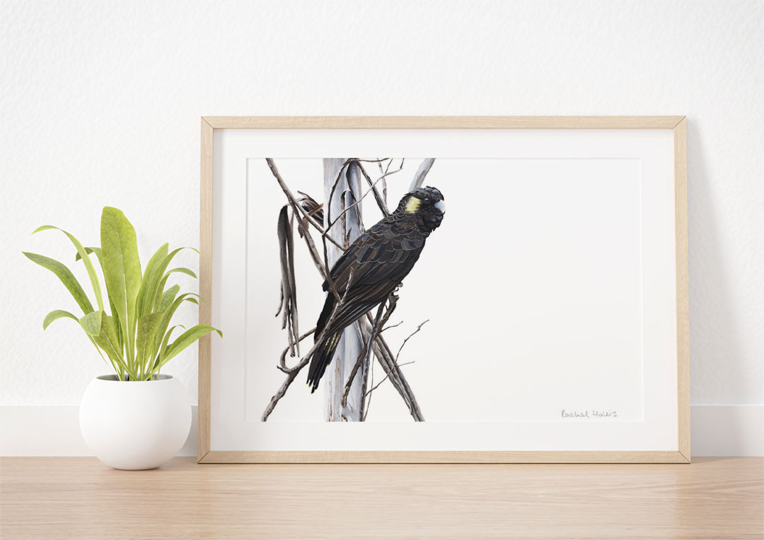 Yellow-tailed Black Cockatoo Fine Art Print