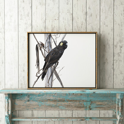 Yellow-tailed Black Cockatoo Fine Art Print