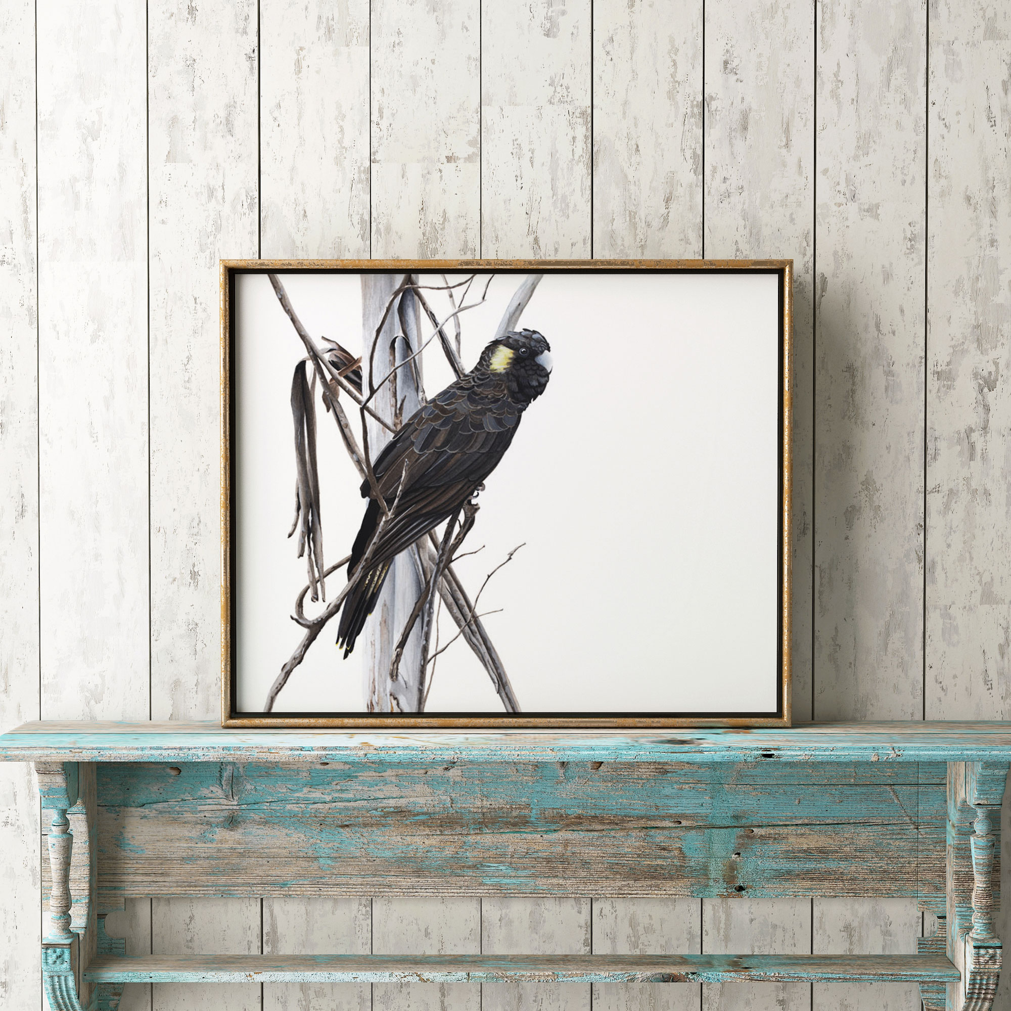 Yellow-tailed Black Cockatoo Fine Art Print
