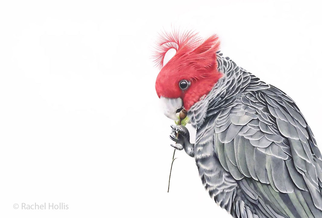 Gang-gang Cockatoo Fine Art Print