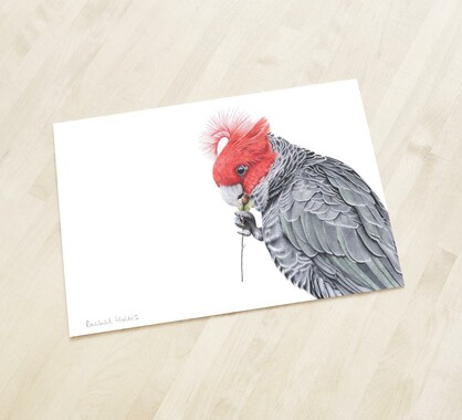 Gang-gang Cockatoo Fine Art Print