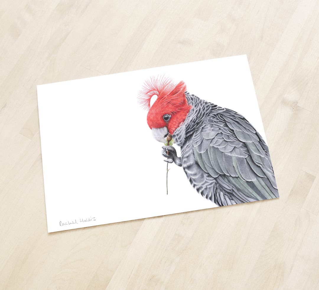 Gang-gang Cockatoo Fine Art Print