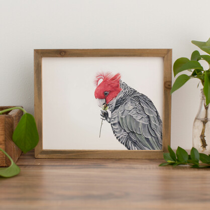 Gang-gang Cockatoo Fine Art Print