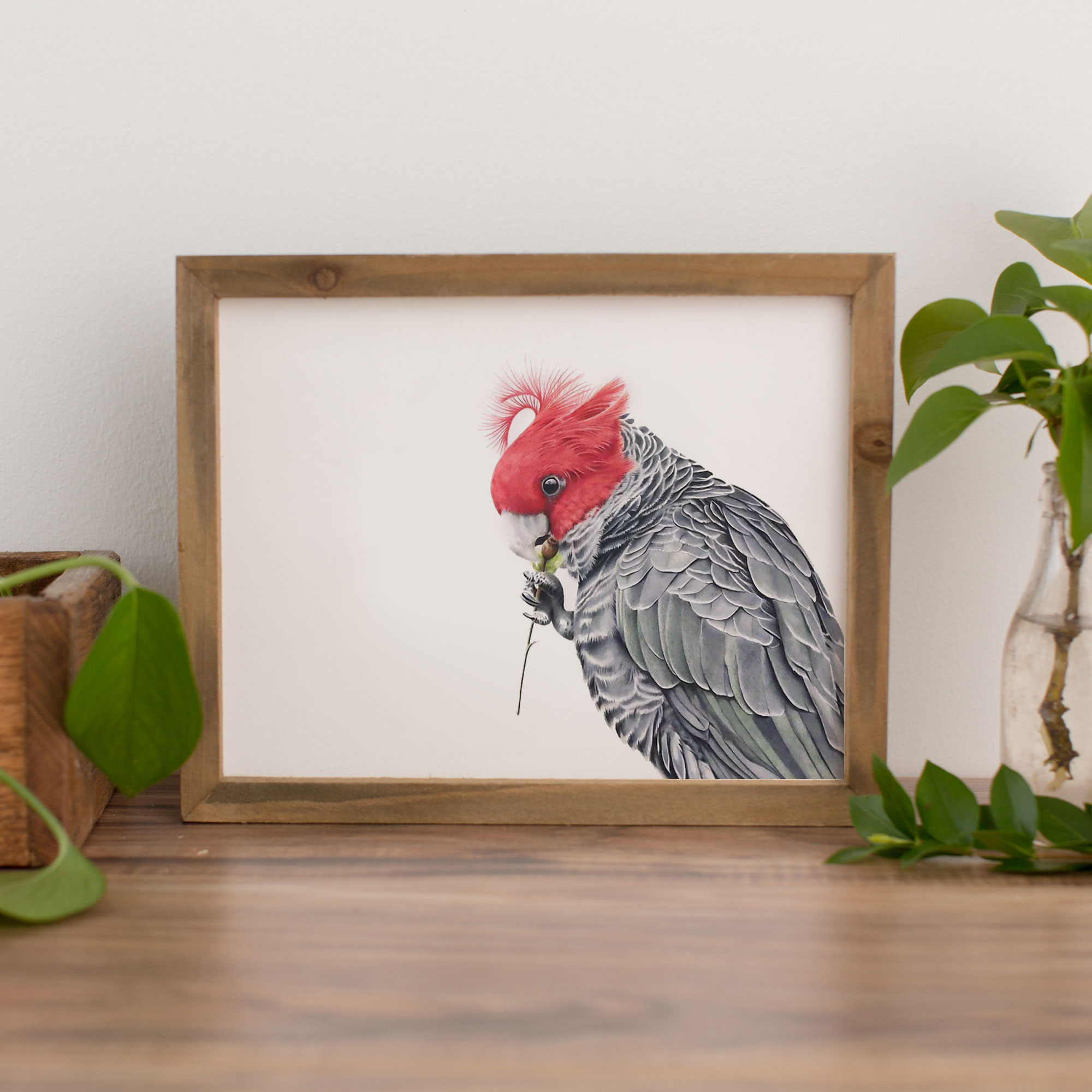 Gang-gang Cockatoo Fine Art Print