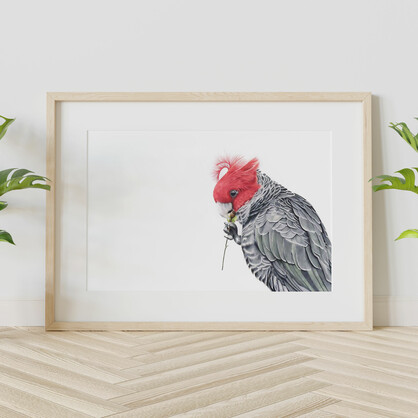 Gang-gang Cockatoo Fine Art Print