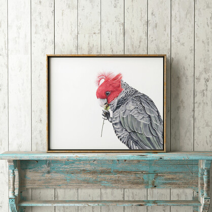 Gang-gang Cockatoo Fine Art Print