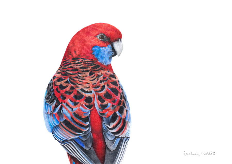 Crimson Rosella Fine Art Print