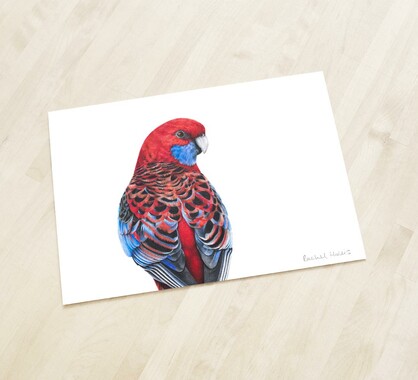 Crimson Rosella Fine Art Print