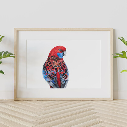 Crimson Rosella Fine Art Print