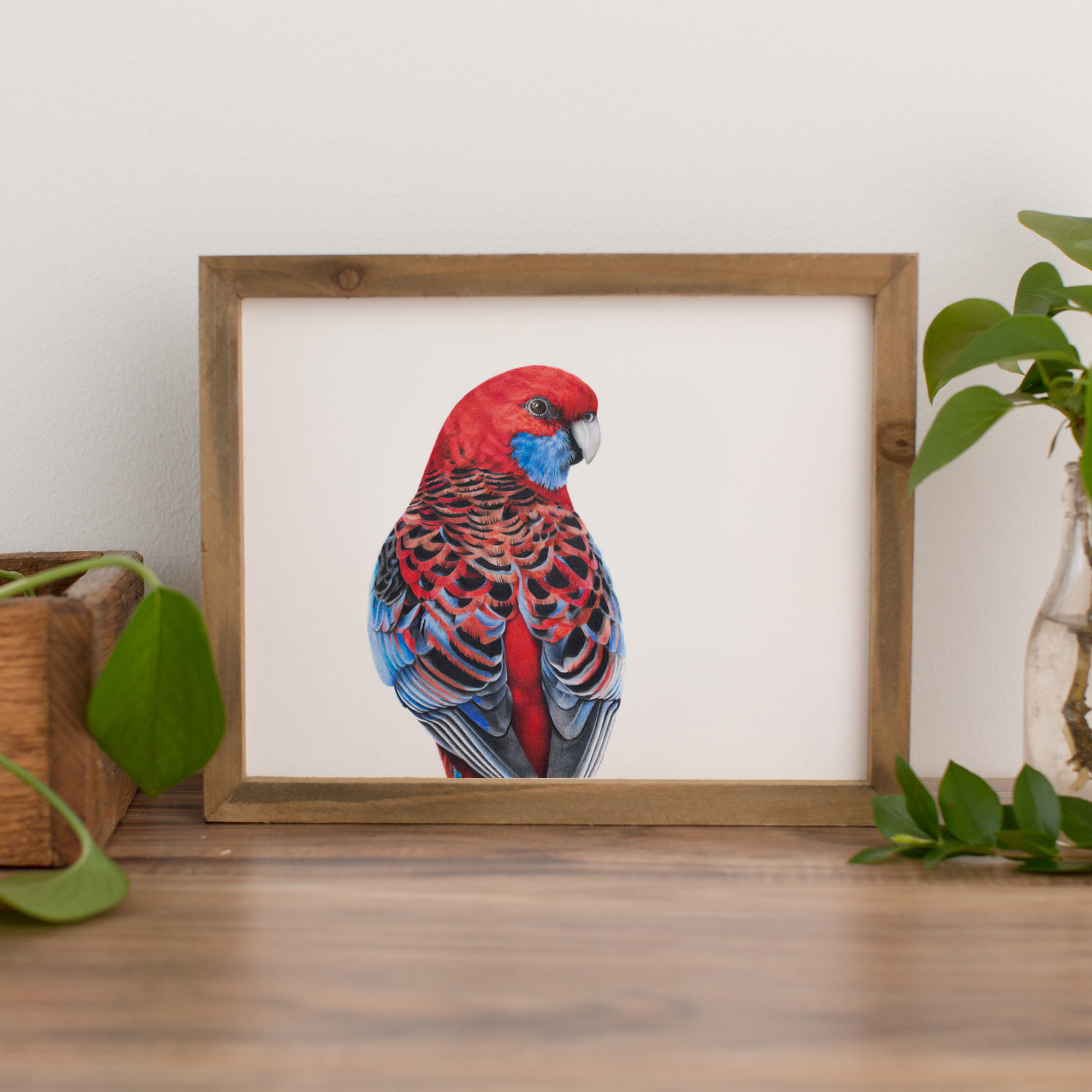 Crimson Rosella Fine Art Print