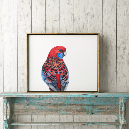 Crimson Rosella Fine Art Print