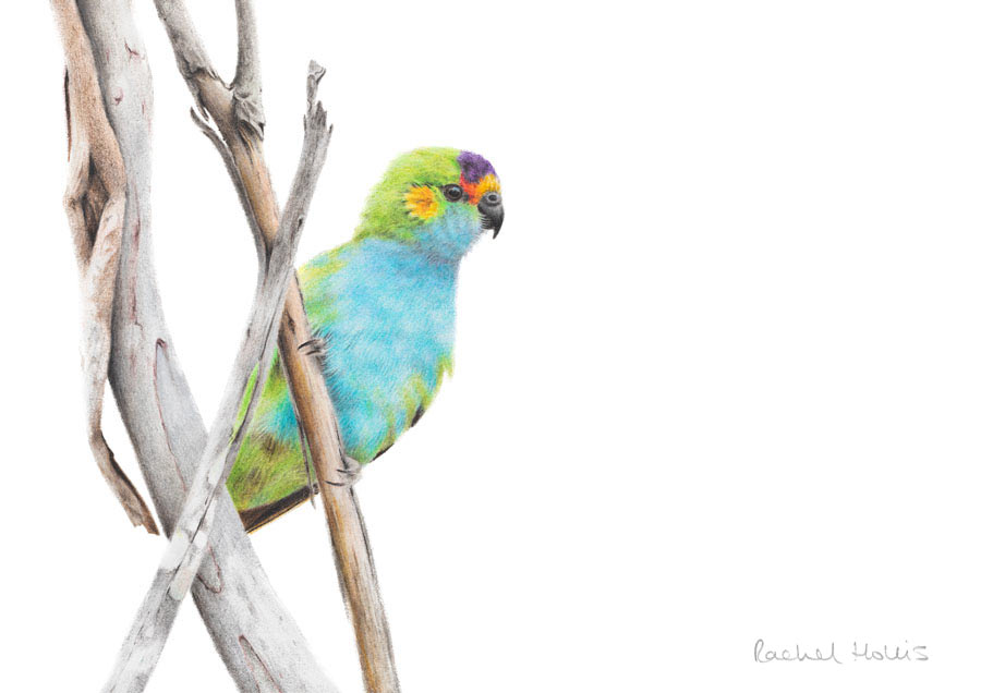 Purple-crowned Lorikeet Fine Art Print