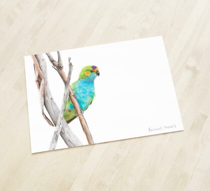 Purple-crowned Lorikeet Fine Art Print