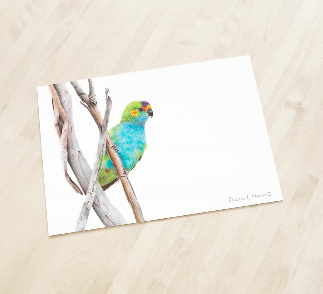 Purple-crowned Lorikeet Fine Art Print