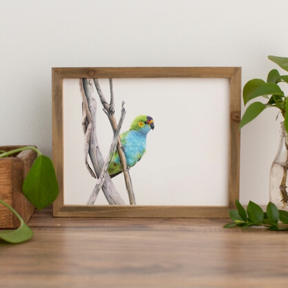 Purple-crowned Lorikeet Fine Art Print