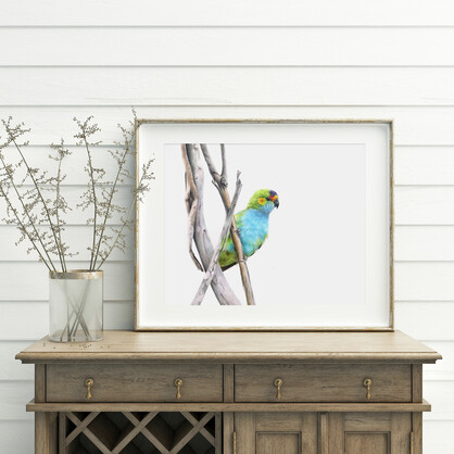 Purple-crowned Lorikeet Fine Art Print