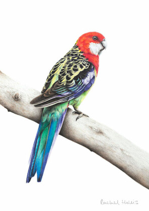 Eastern Rosella Fine Art Print