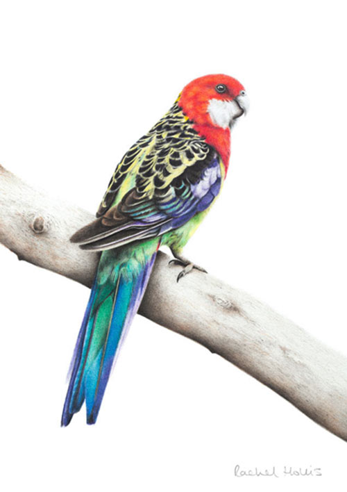 Eastern Rosella Fine Art Print