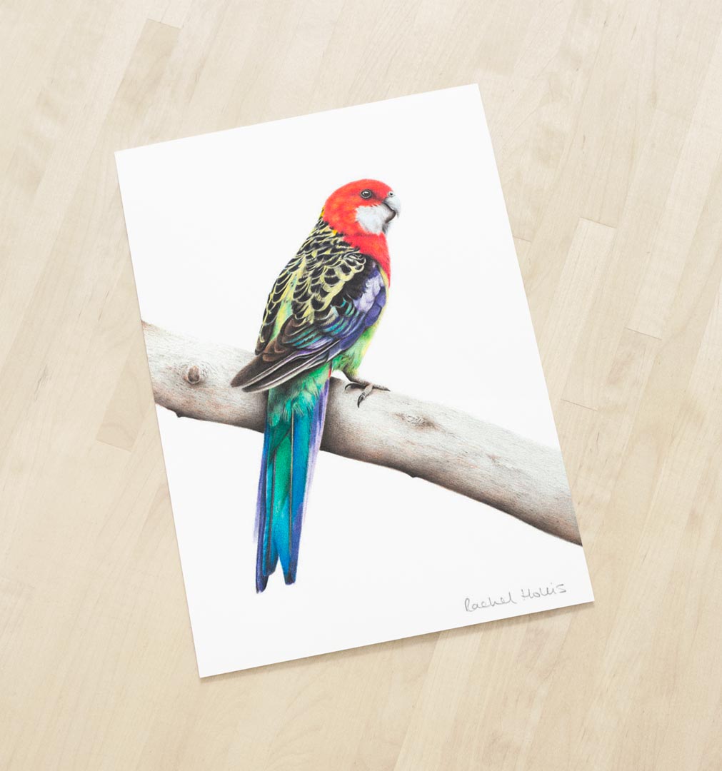 Eastern Rosella Fine Art Print