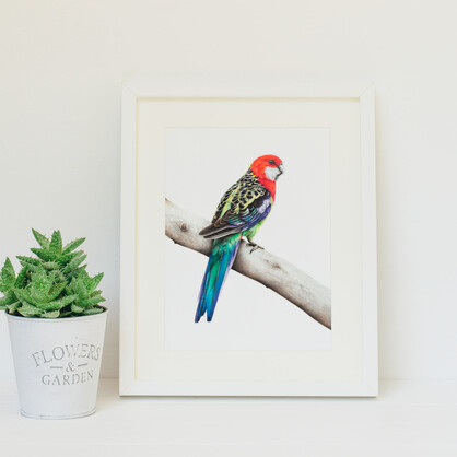 Eastern Rosella Fine Art Print