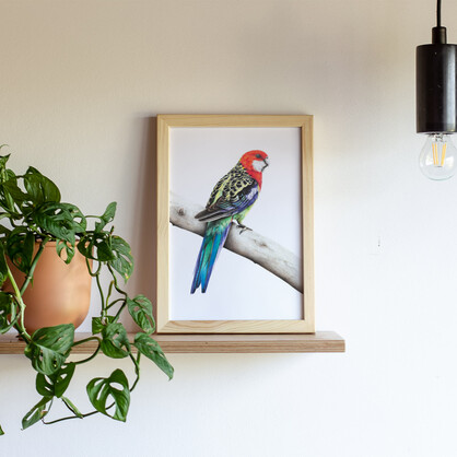 Eastern Rosella Fine Art Print
