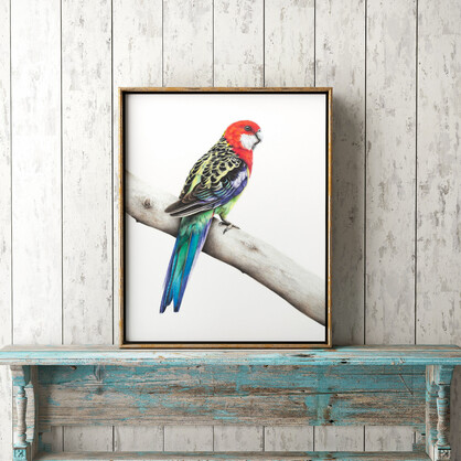 Eastern Rosella Fine Art Print